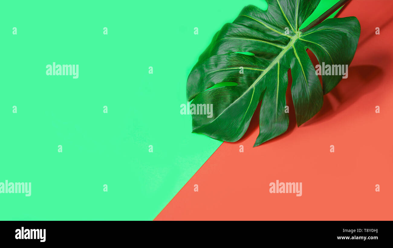 Verde Tropical palm foglia di monstera o formaggio svizzero impianto su corallo rosa e sfondo verde. Estate layout esotici. Foto Stock