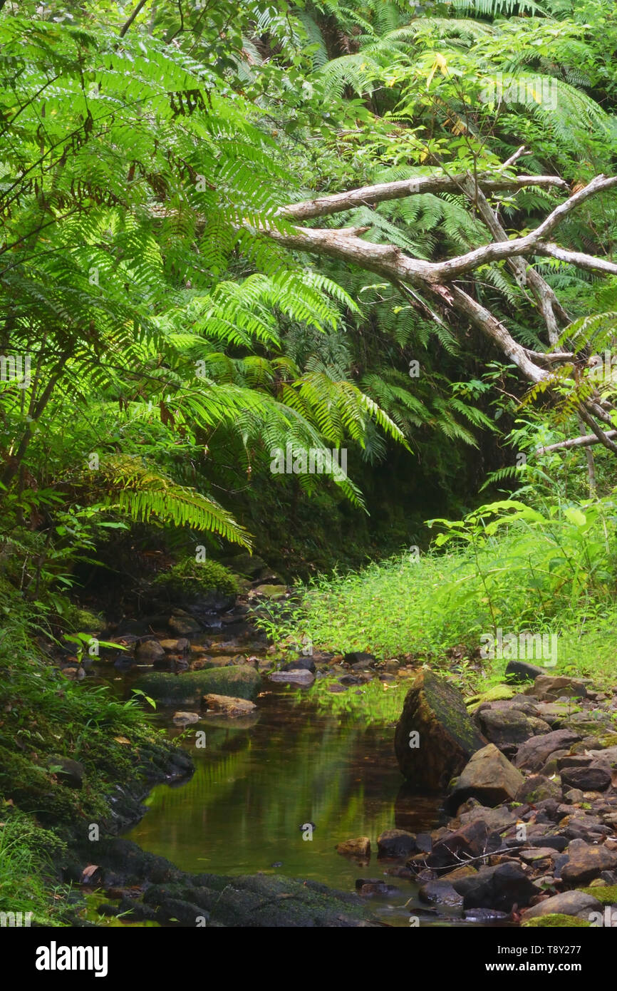 La foresta pluviale tropicale. Un flusso nella foresta pluviale di Yambaru Parco Nazionale dell'isola di Okinawa, le isole Ryukyu del Giappone. Foto Stock