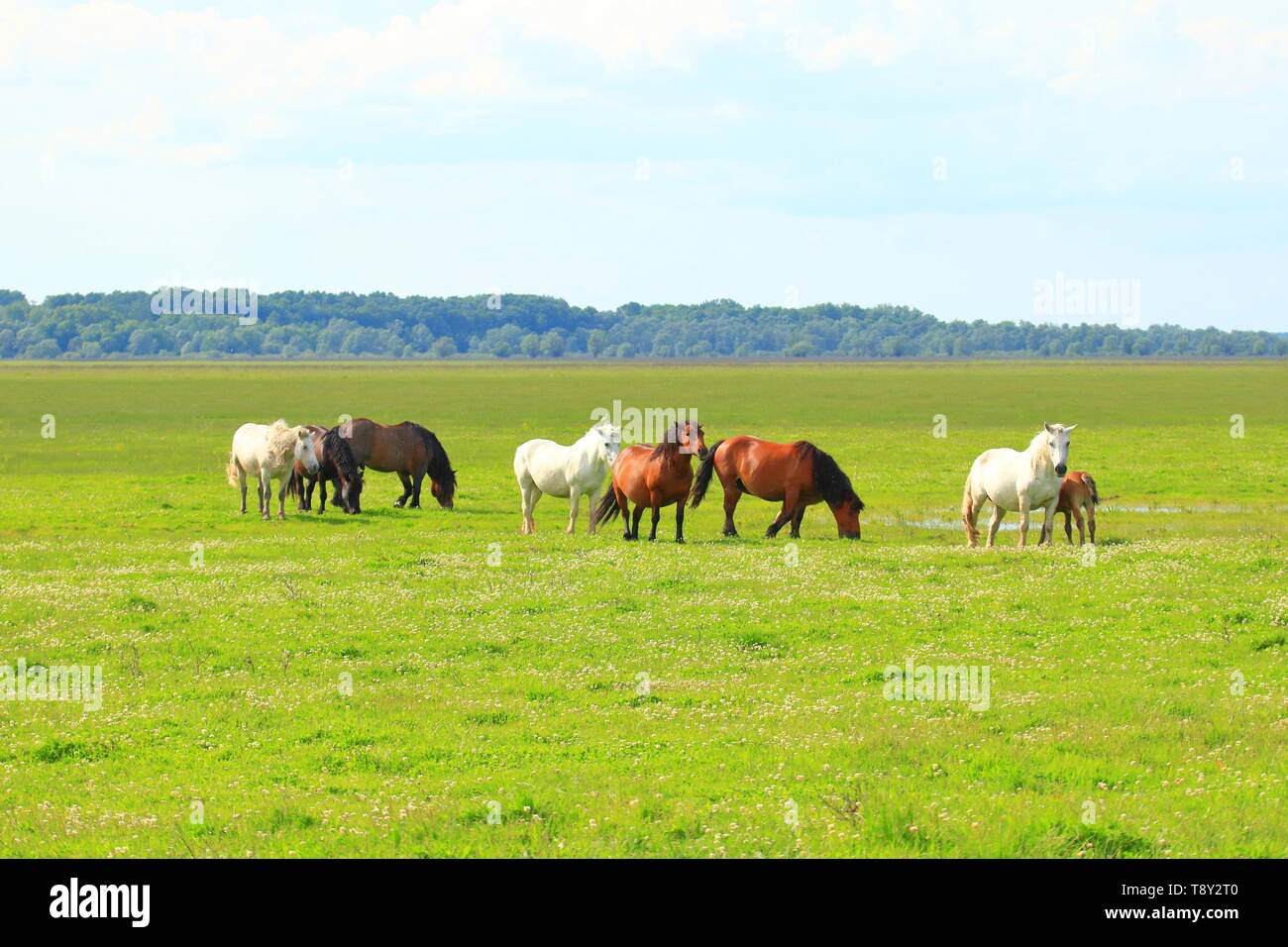 Allevamento di cavalli in pascolo su prato Foto Stock