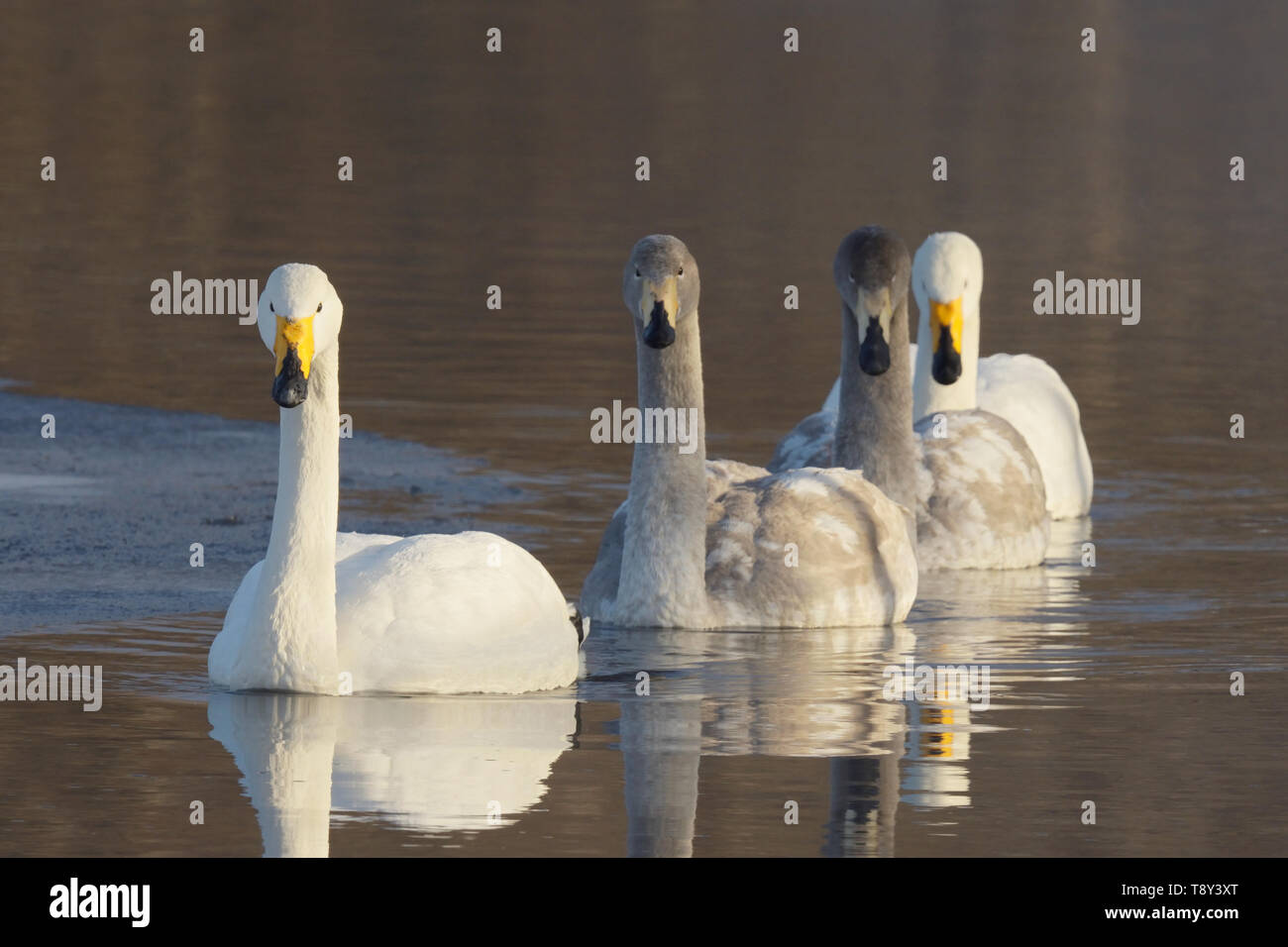 Whooper Swan (Cygnus Cygnus) gruppo familiare di adulti e cygnets nuoto insieme nel lago di Kussharo, Isola Hokkaido, Japapn. Foto Stock