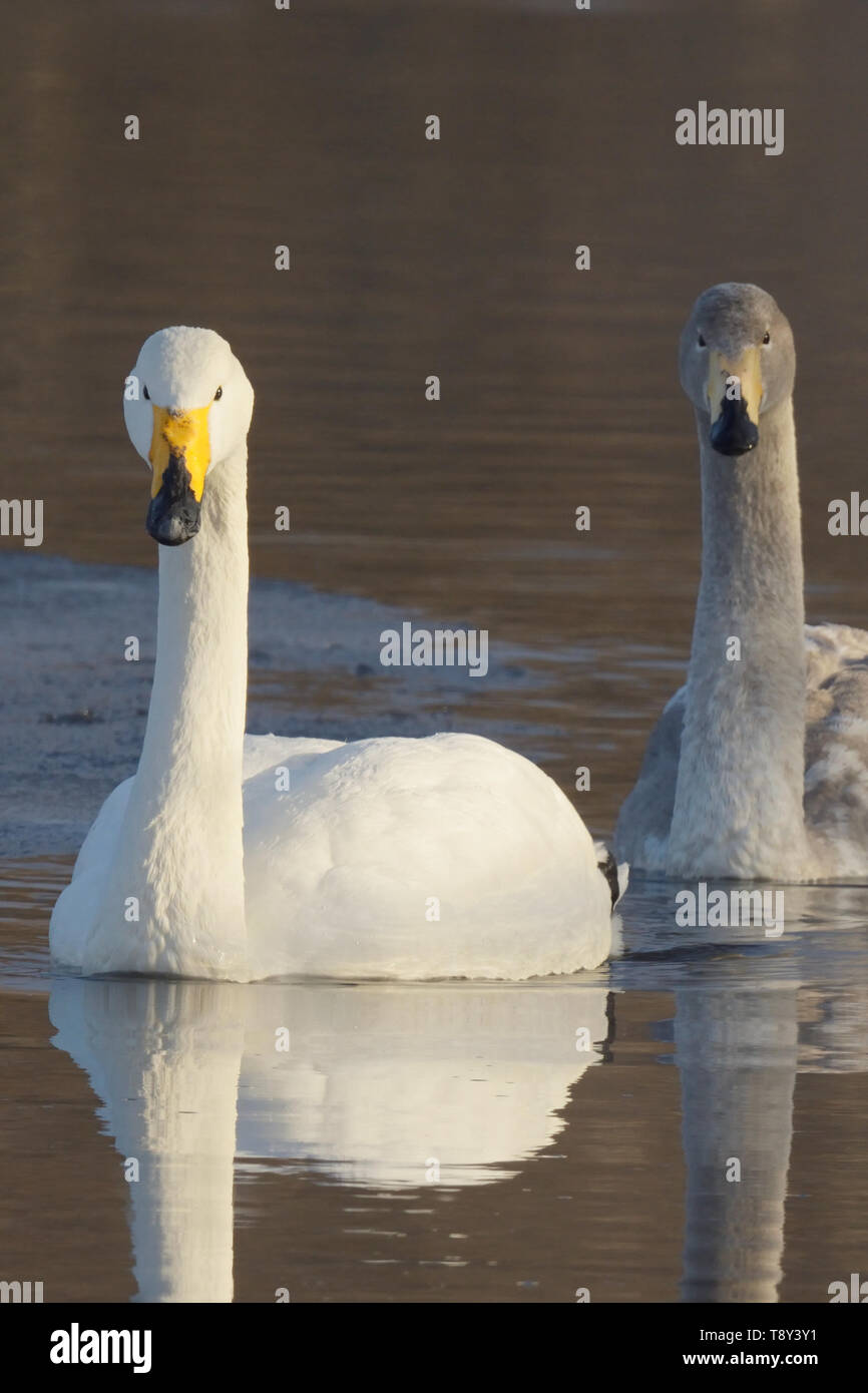 Whooper Swan (Cygnus Cygnus) gruppo familiare di adulti e cygnets nuoto insieme nel lago di Kussharo, Isola Hokkaido, Japapn. Foto Stock