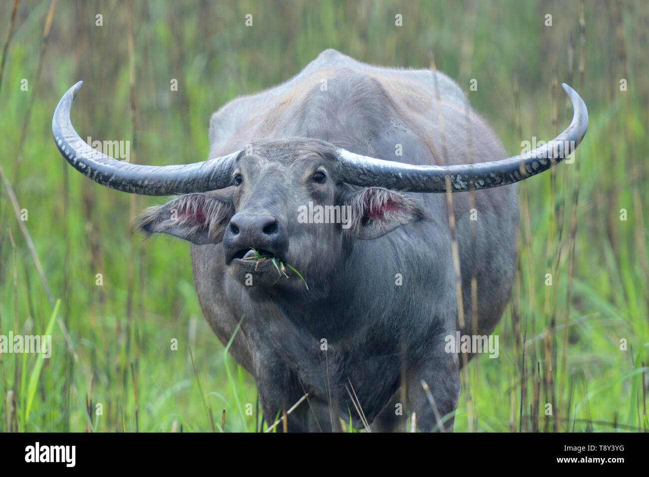 Wild Water Buffalo (Bubalus arnee) con enormi corna nel Parco Nazionale di Kaziranga, India Foto Stock
