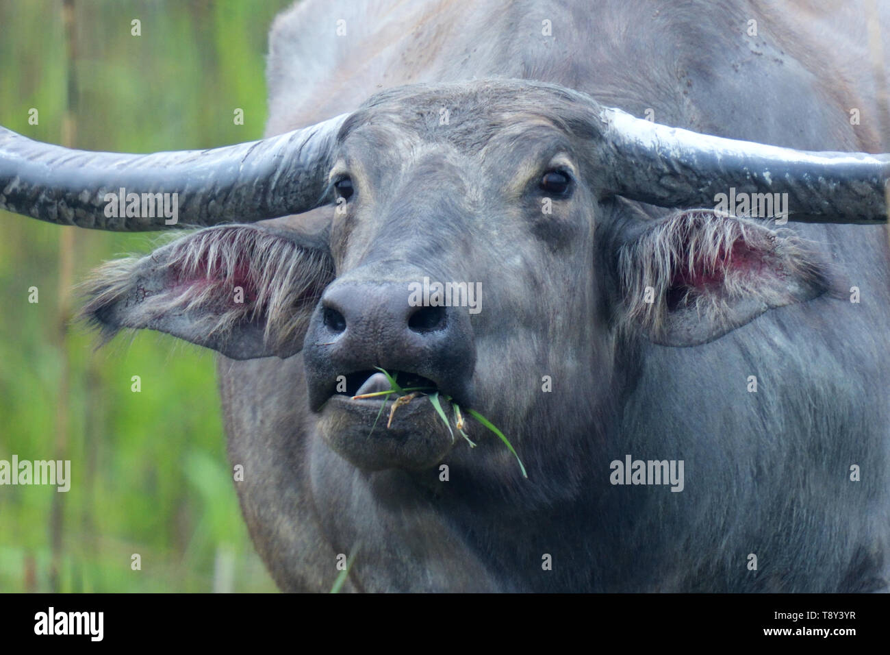 Wild Water Buffalo (Bubalus arnee) con enormi corna nel Parco Nazionale di Kaziranga, India Foto Stock