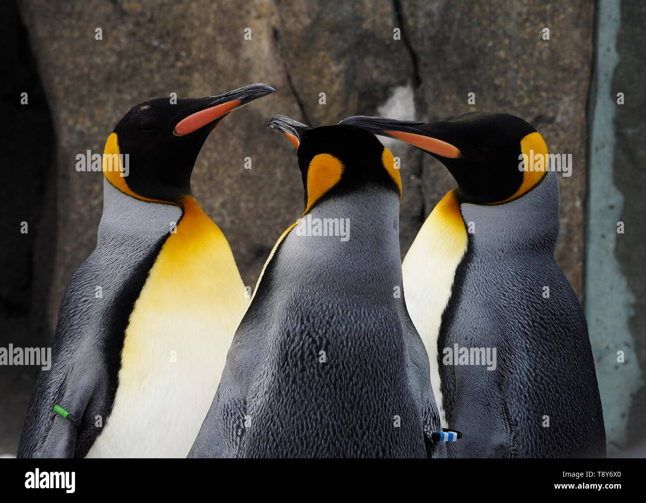 Un Waddle dei Pinguini imperatore al Zoo di Calgary Foto Stock