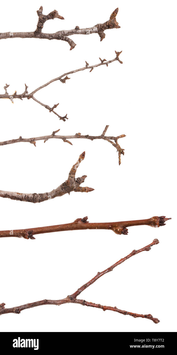 Il ramo di un albero di pera senza foglie. Isolato su bianco. Impostare Foto Stock