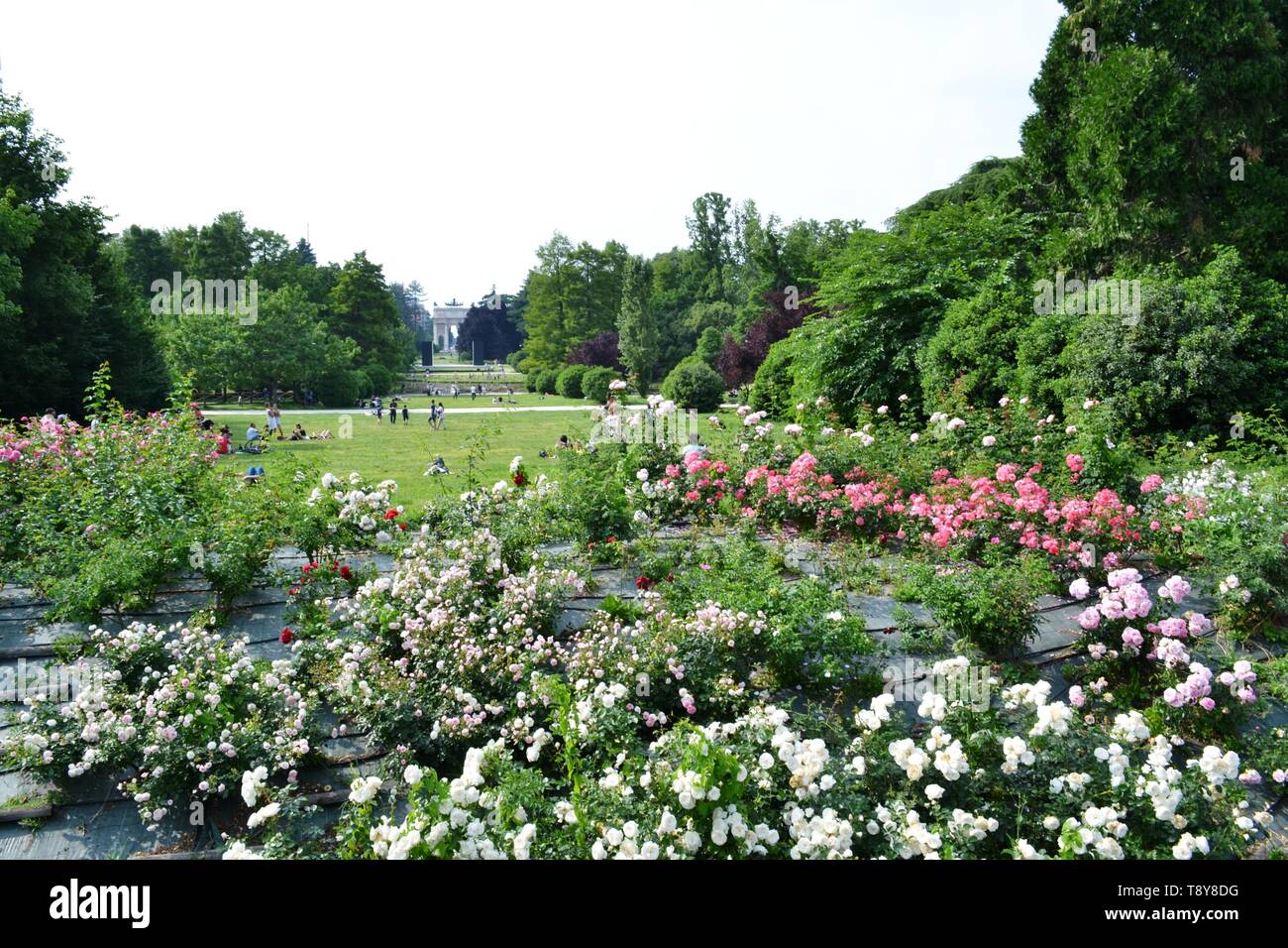 Milano/Italia - Giugno 1, 2015: vista panoramica di Arco della Pace e cespugli di rose del parco del Sempione, Parco Sempione a Milano. Foto Stock