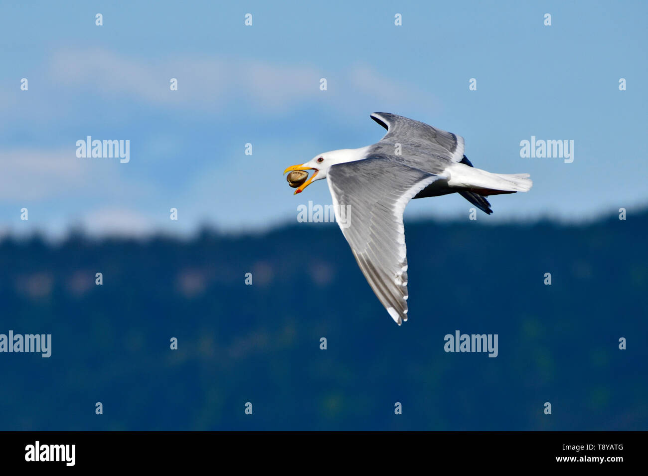 Un alato Glaucous gull, "Larus glaucescens', volare con un clam nel suo disegno di legge sulla costa dell'isola di Vancouver, British Columbia, Canada. Foto Stock