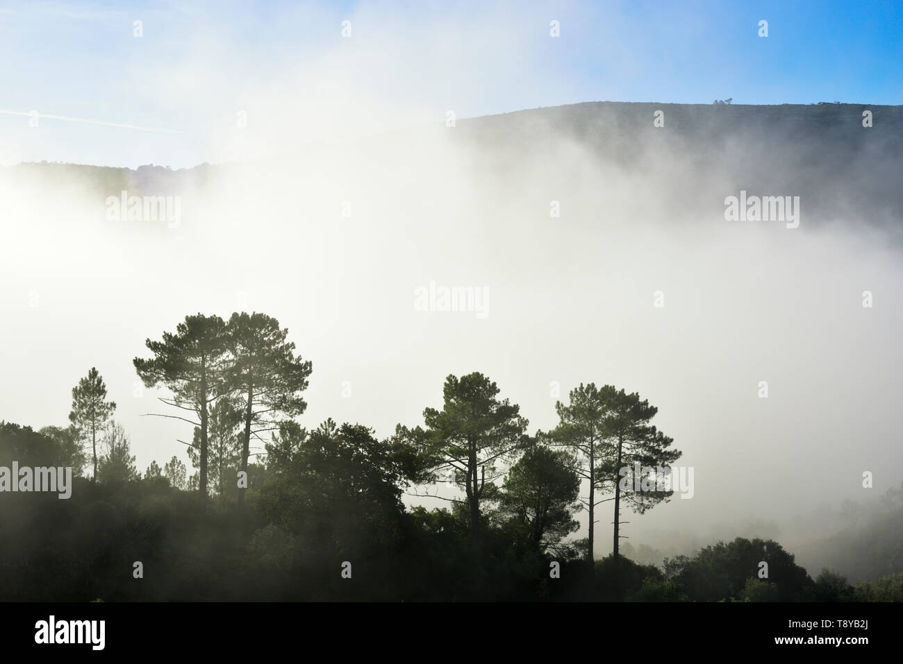 Parco Naturale Arrábida in una nebbiosa mattina. Palmela, Portogallo Foto Stock