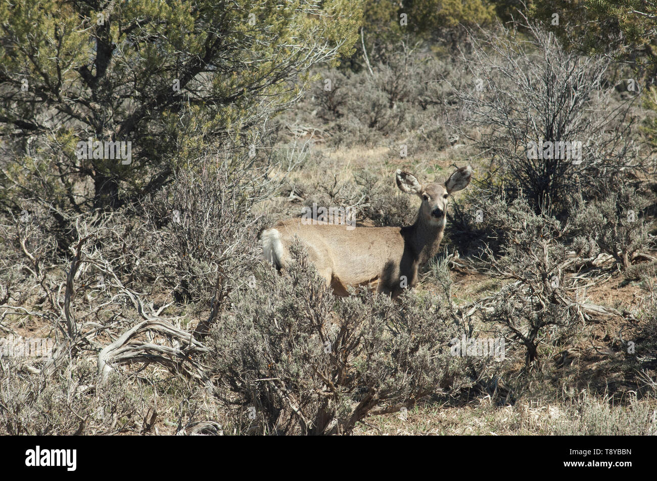 Mule Deer alle pendici dei monti San Juan, Colorado. Fotografia digitale Foto Stock