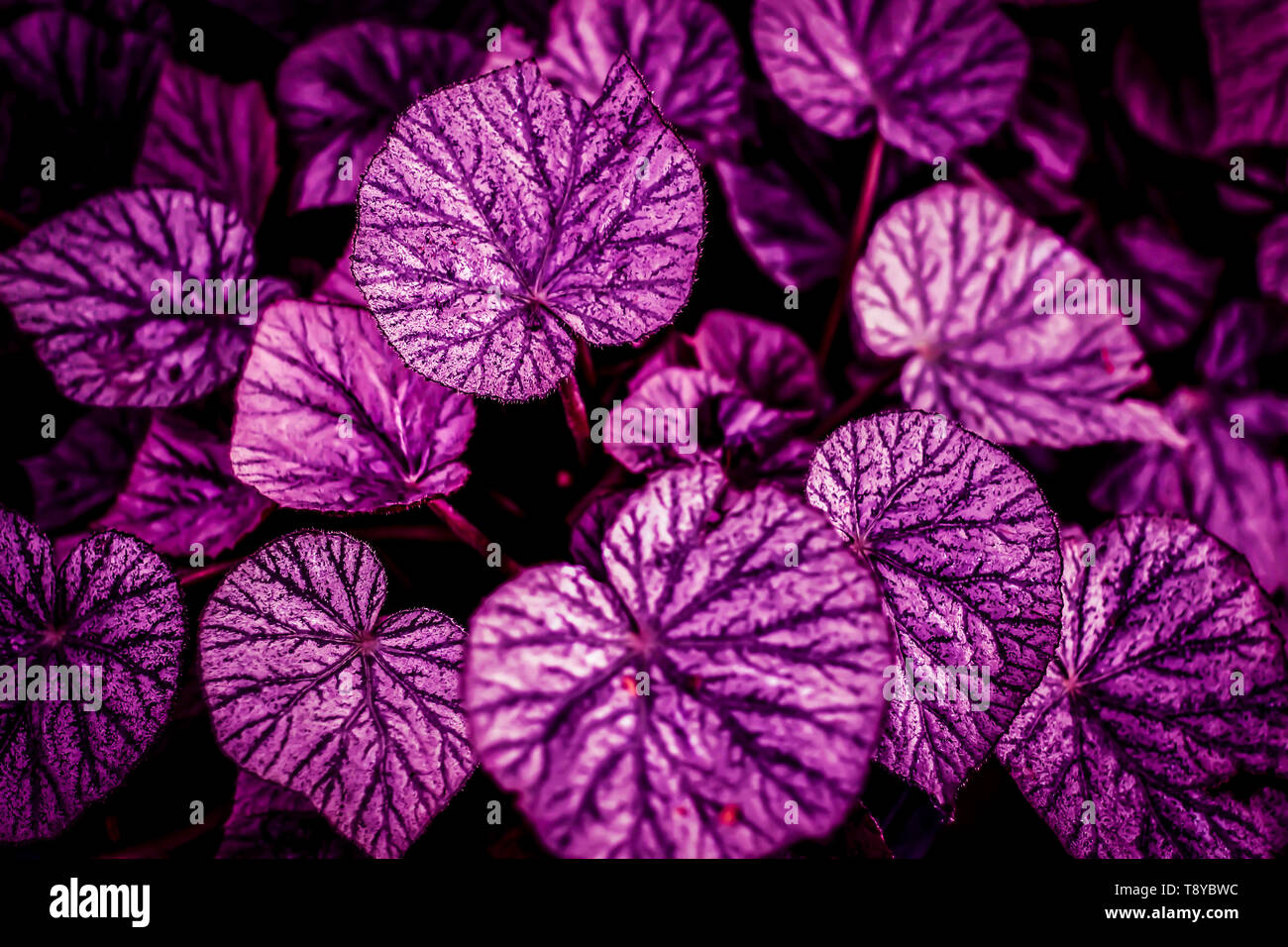 Rosa e viola e foglie di confine forma di cuore lo sfondo scuro Foto Stock