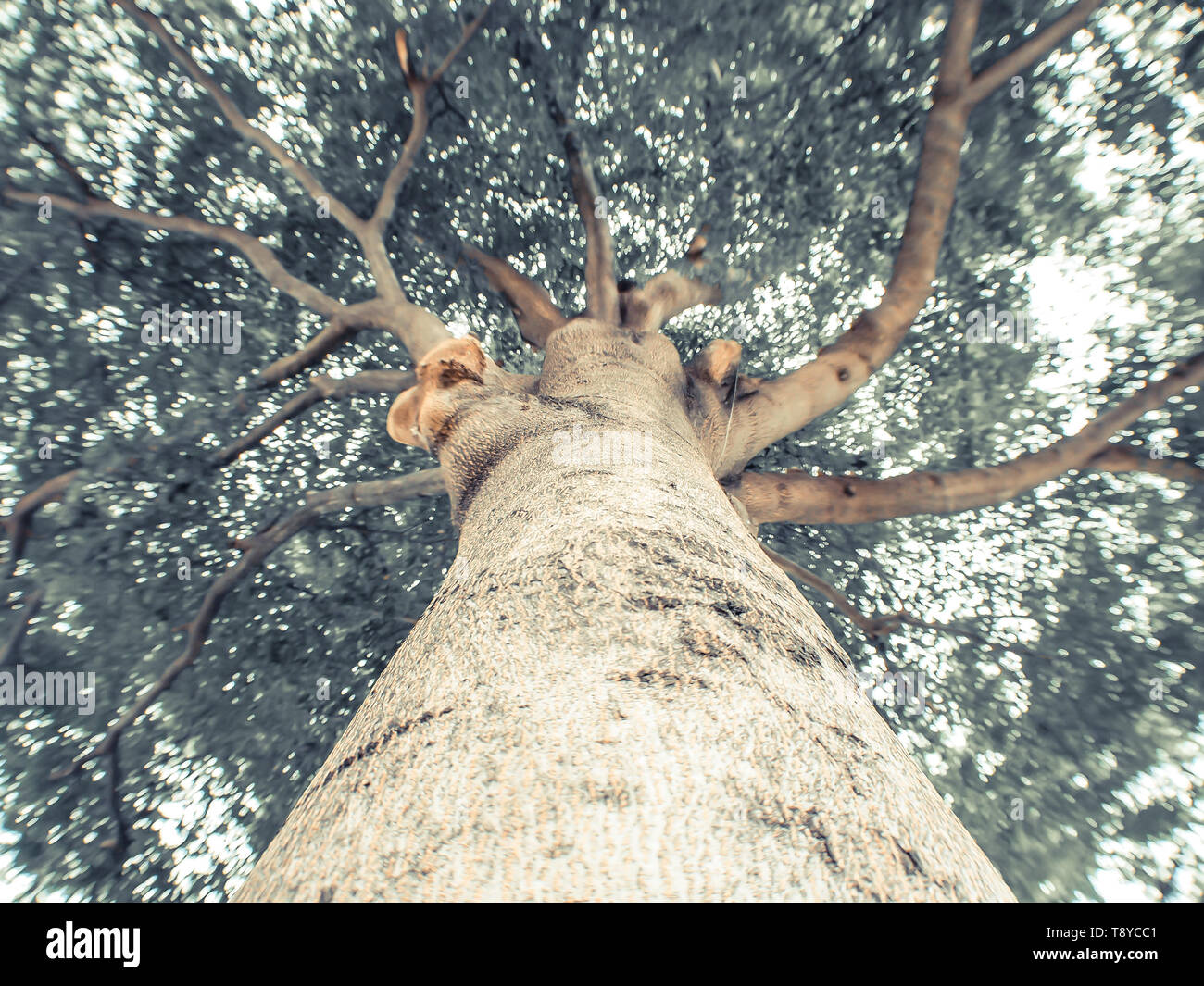 Verde foresta. Albero con foglie verdi e della luce del sole. Vista dal basso.La ricerca di visualizzare lo sfondo Foto Stock