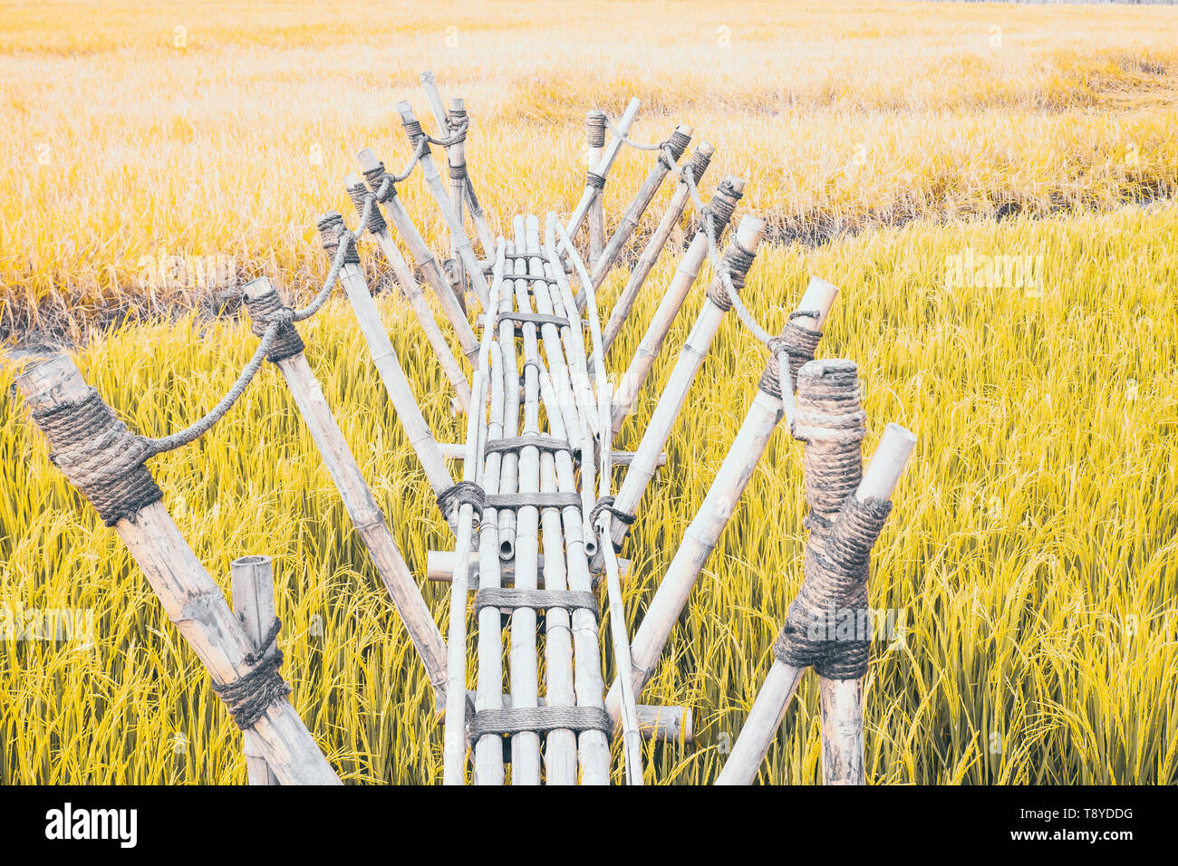 Ponte di bambù è struttura volgare Uso la corda in costruzione archiviato nel verde campo di riso. Foto Stock