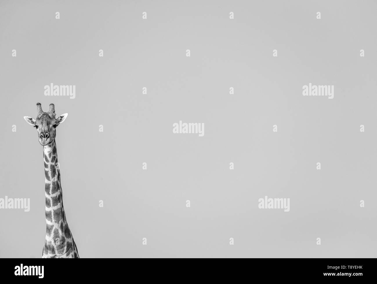 La giraffa a Riserva di Mashatu, Bostwana Foto Stock