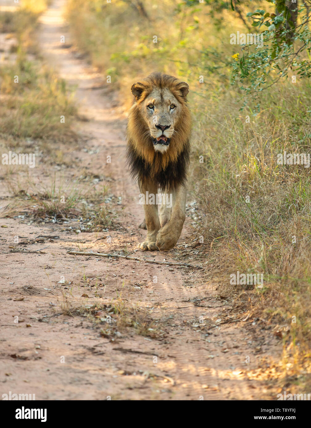 Maschio di leone nella Sabi Sands, Sud Africa Foto Stock