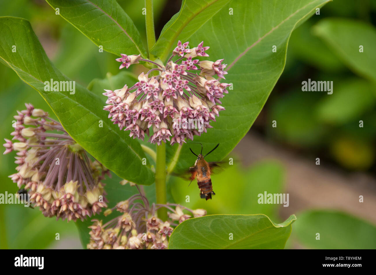 Hummingbird hawk-moth (Asclepias syriaca) alimentazione sul comune impianto Milkweed. Bumblebee in background su blossom separato, vicino a Thunder Bay, Ontario, Canada Foto Stock