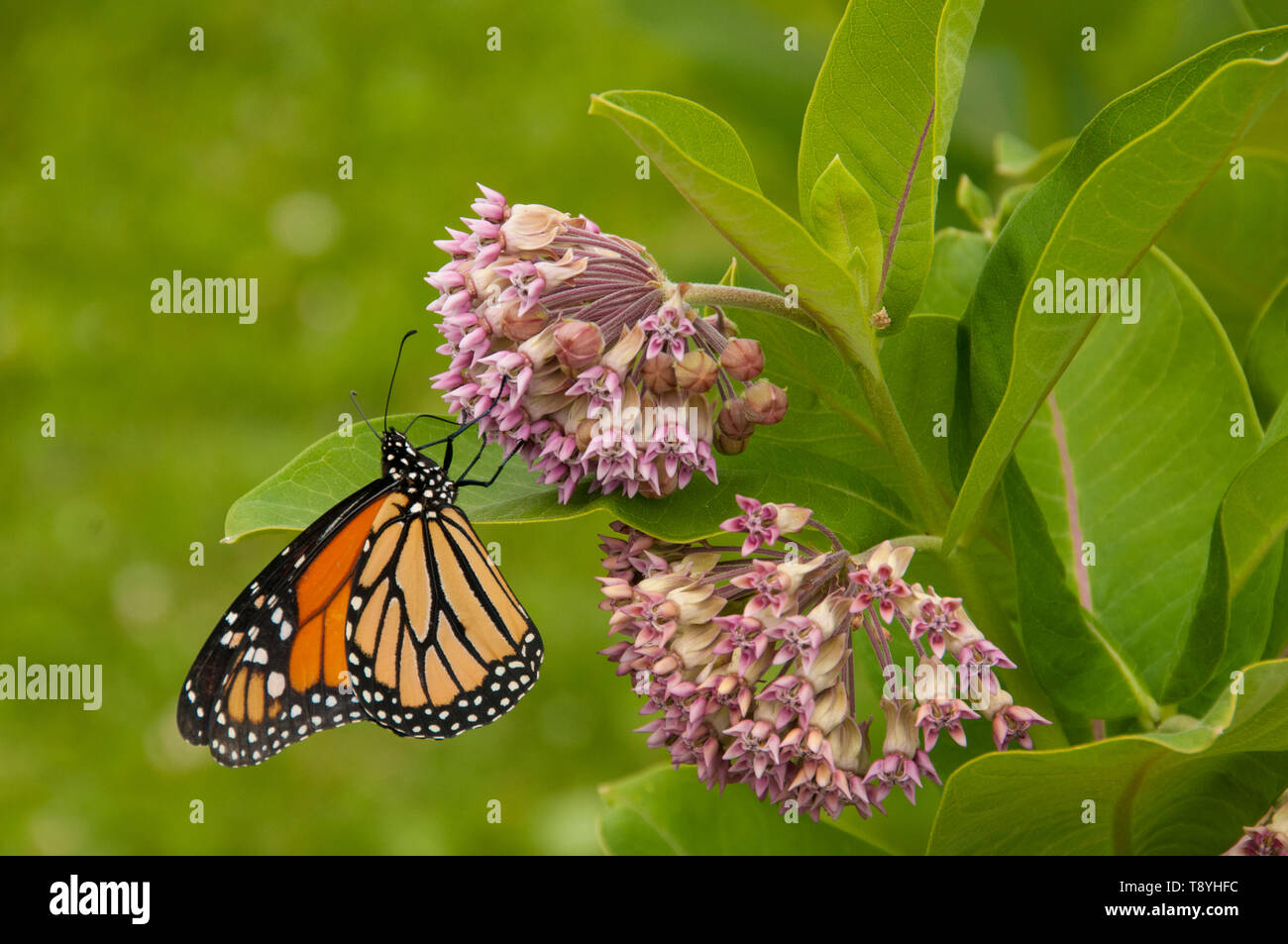 Farfalla monarca (Danaus plexippus) sulla pianta Milkweed (Asclepias syriaca), un lattice producting pianta tossica, sia al limite della loro gamma settentrionale vicino a Thunder Bay, Ontario, Canada. Foto Stock