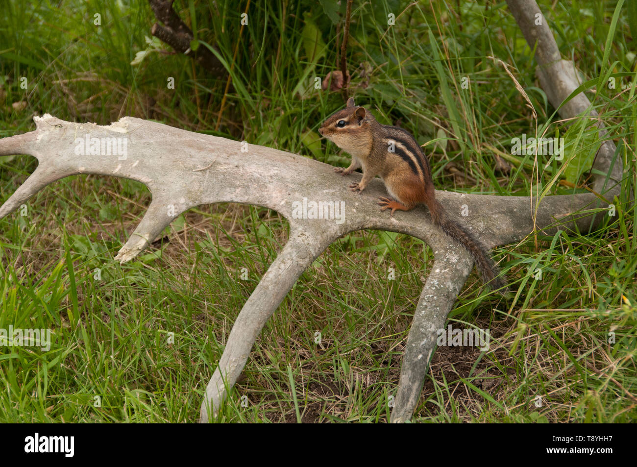 Scoiattolo striado orientale (Tamias striatus) sulle corna vicino a Thunder Bay, Ontario, Canada Foto Stock