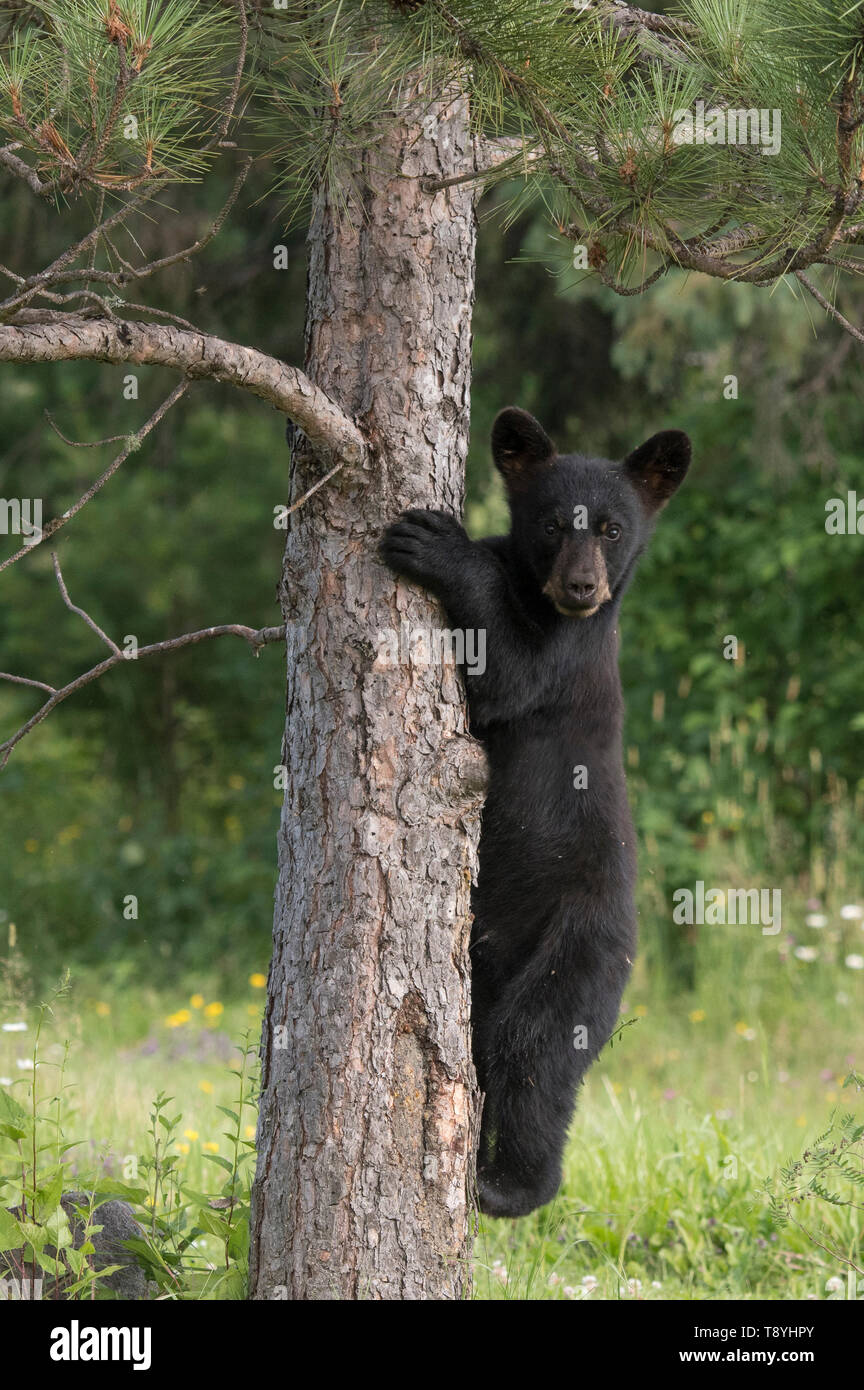 American black bear (Ursus americanus) cub in pino rosso, guardaboschi vicino Lago Superior National Marine Area di Conservazione, Ontario, Canada Foto Stock