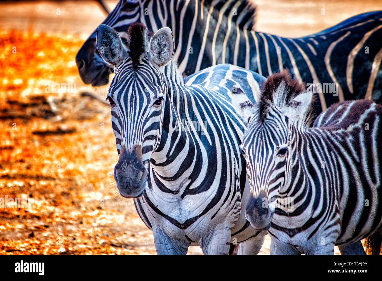 Close up foto di zebre in Bandia resererve, Senegal. Si tratta di animali selvatici di fotografia in Africa. Vi è sua madre e la sua zebre baby. Vi è sun Foto Stock