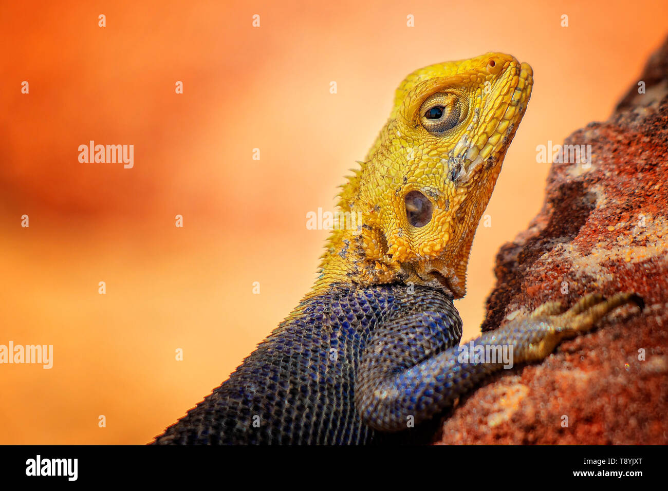 Close up foto di giallo e blu con una lucertola, rock AGAMA SA. Si tratta di fauna selvatica foto di animale in Senegal, Africa. L'AGAMA SA in posa sul rock contro sfocato Foto Stock