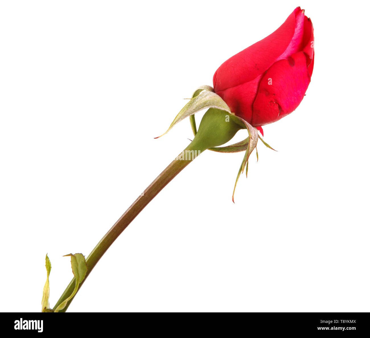 Giovani bocciolo di una rosa rossa su uno stelo. Isolato su bianco Foto Stock