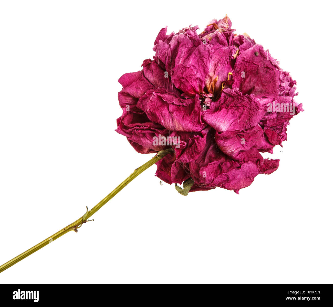 Fiore secco di un viola peonia. Isolato su bianco Foto Stock