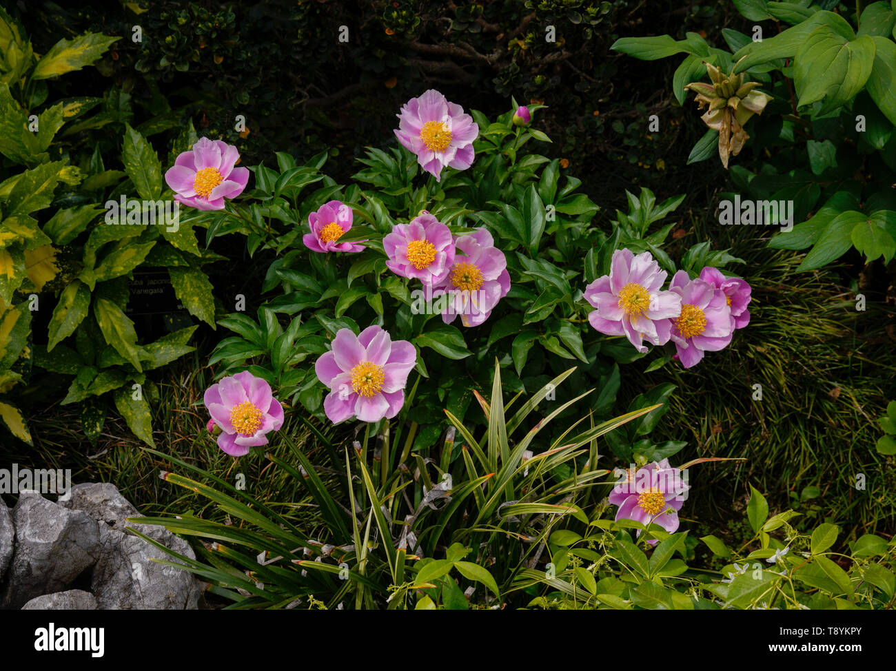 Fiori presso la Biblioteca di Huntington Gardens di San Marino, California. Foto Stock