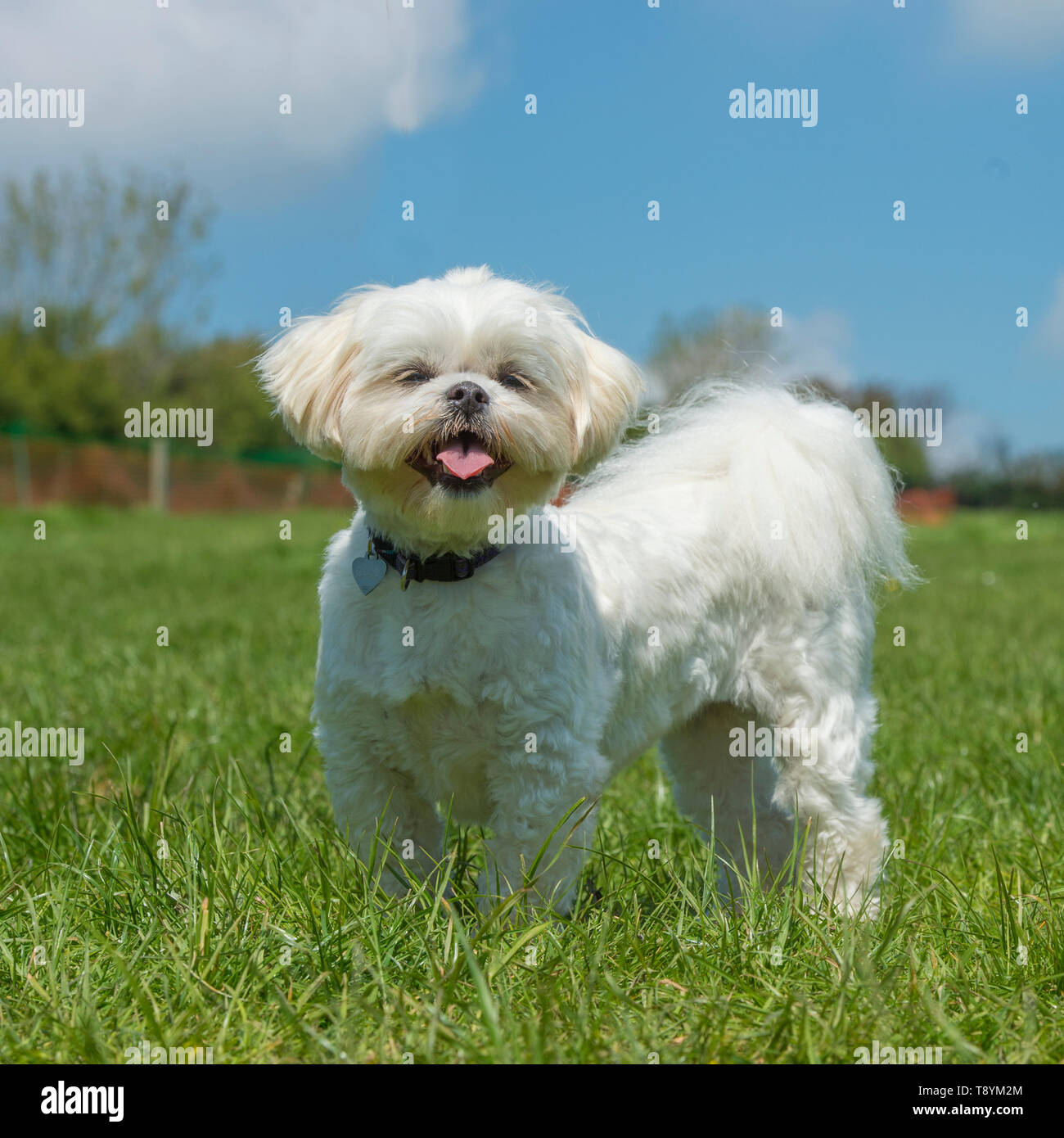 Shih Tzu Foto Stock