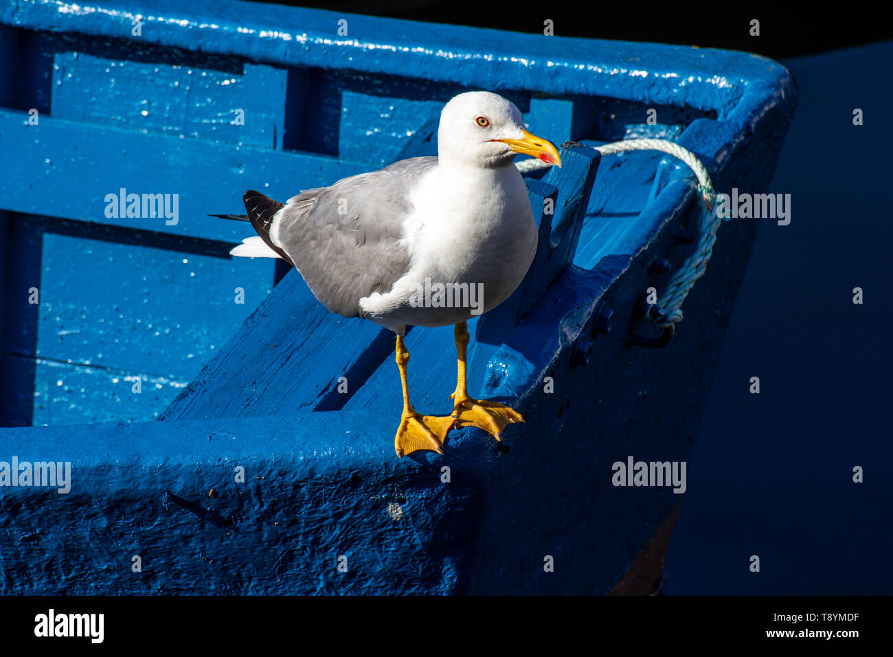 Un gabbiano in una barca blu in attesa di cibo Foto Stock