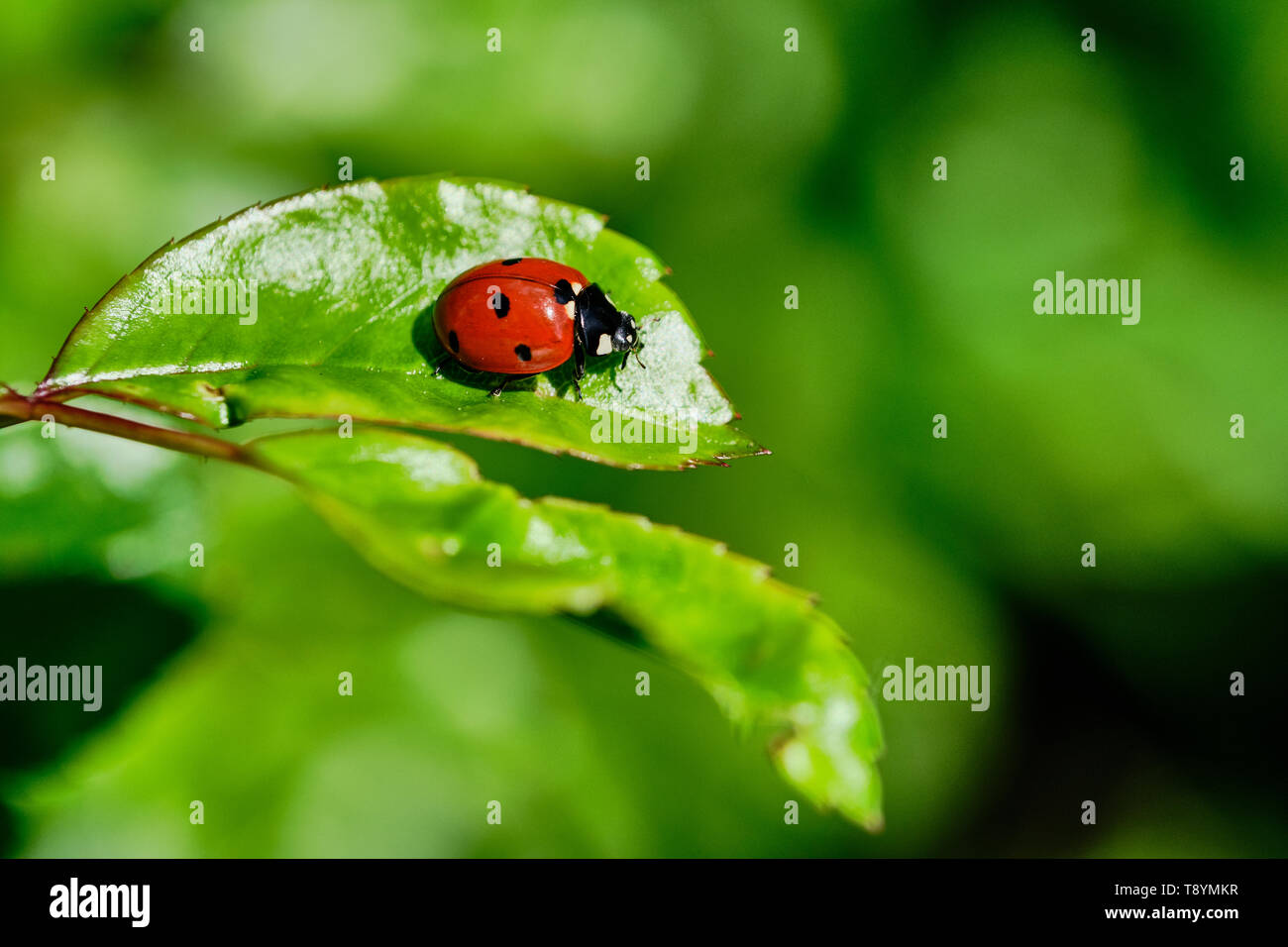 Ladybird seduto su una rosa verde foglia vegetale, macro immagine a colori con spazio di copia Foto Stock