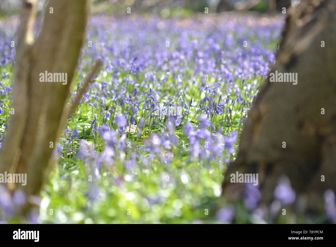 Bluebell legno, hyacinthoides non scripta {Common Bluebell} Foto Stock