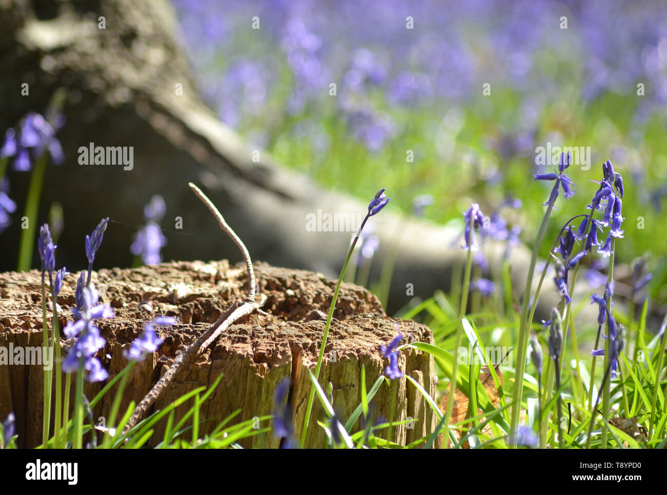Bluebells, hyacinthoides non scripta {blubells comune} Foto Stock