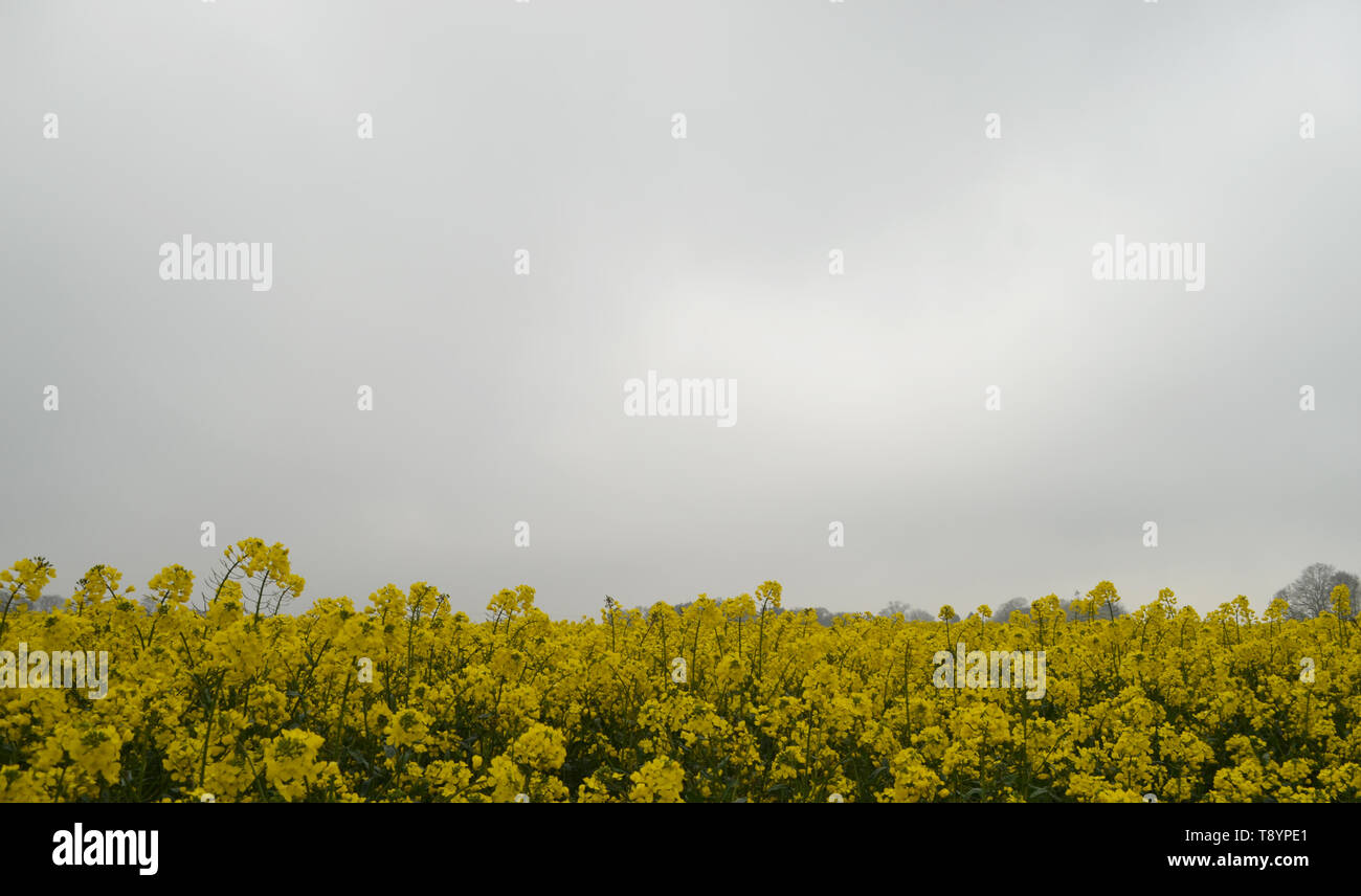Campo di giallo, Suffolk, Unted unito Foto Stock