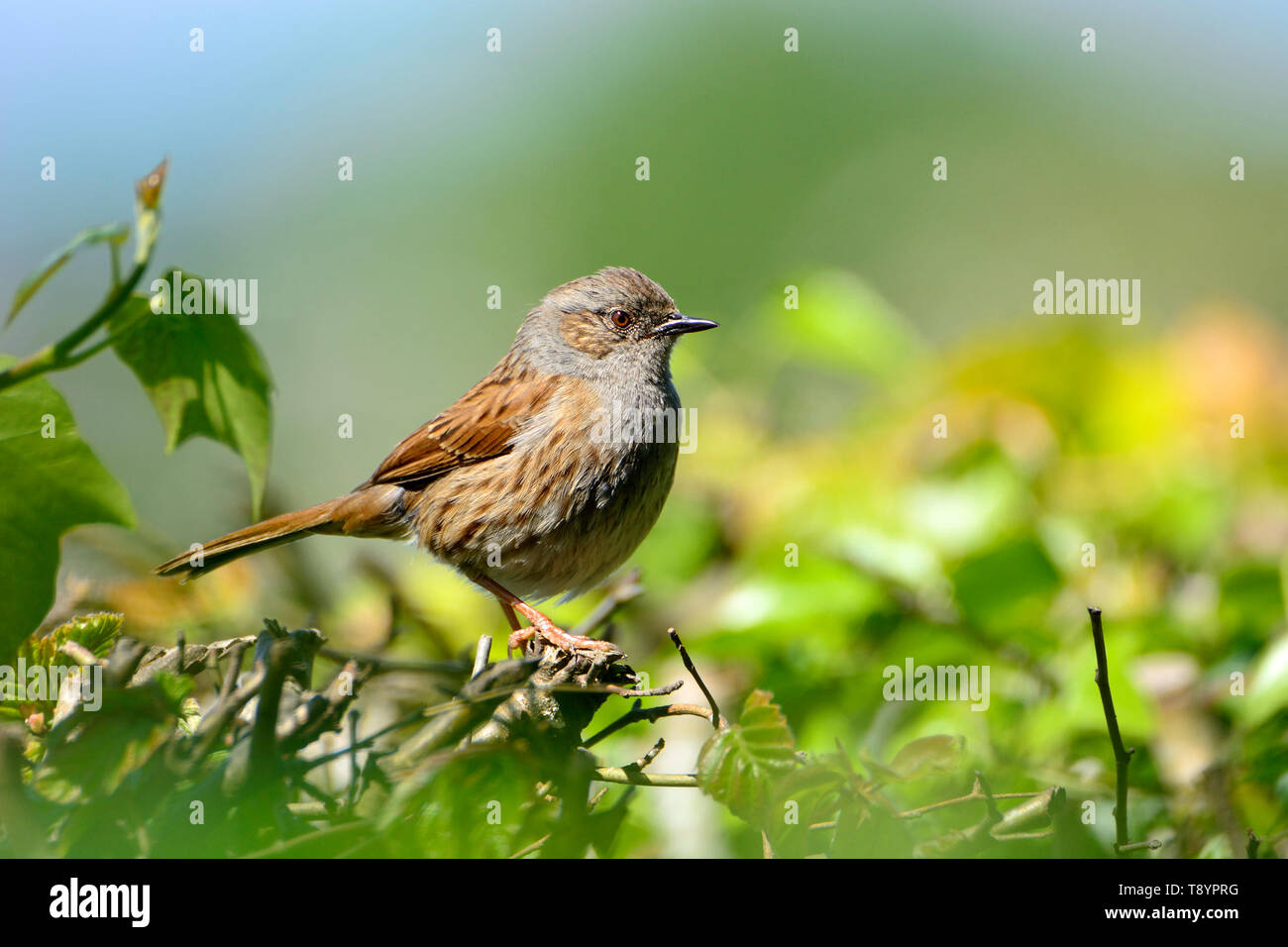 Dunnock / Hedge Sparrow (Prunella modularis) arroccato in una siepe, Kent, Regno Unito. Foto Stock