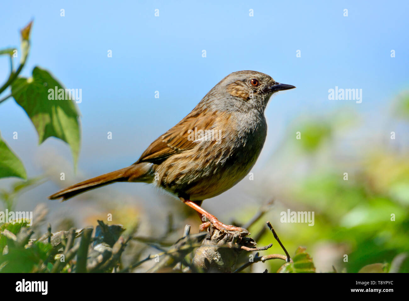 Dunnock / Hedge Sparrow (Prunella modularis) arroccato in una siepe, Kent, Regno Unito. Foto Stock