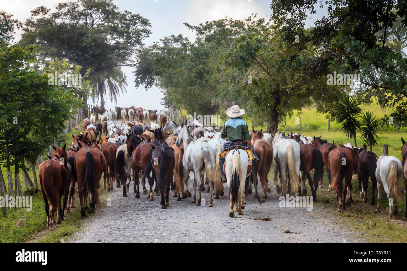 Un cowboy alla guida di una stringa di cavalli lungo una strada rurale in Costa Rica Foto Stock