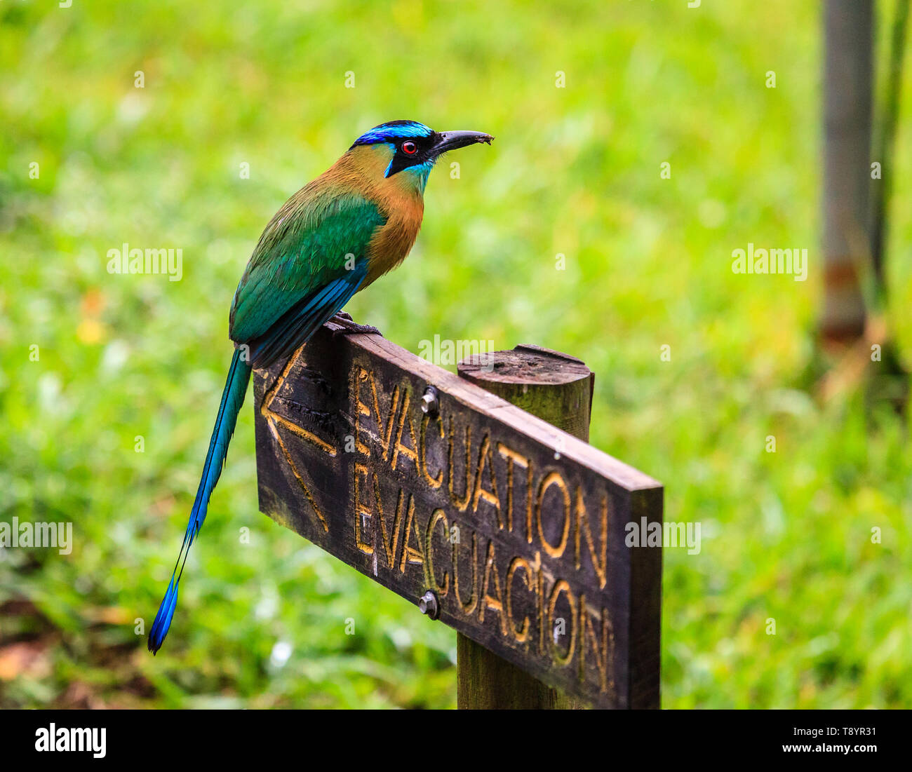 Motmot Blue-Crowned (Momotus momota) in Rincon de la Vieja National Park in Costa Rica Foto Stock