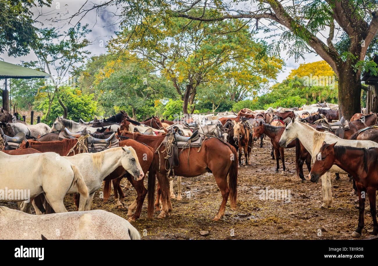 Grande gruppo di muli in una fattoria in provincia di Guanacaste in Costa Rica Foto Stock