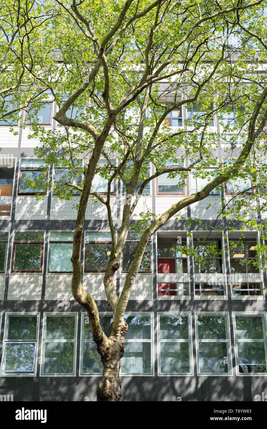 Platanus acerifolia. London piano alberi fuori Skempton edificio, Imperial College, South Kensington, Londra Foto Stock