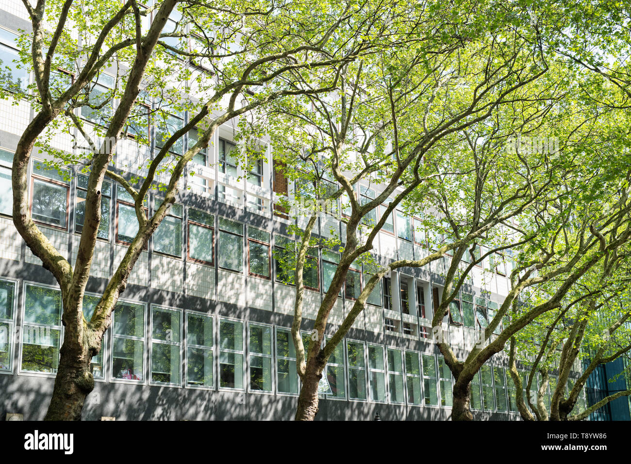 Platanus acerifolia. London piano alberi fuori Skempton edificio, Imperial College, South Kensington, Londra Foto Stock