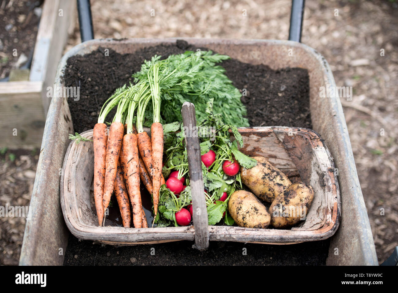 Appena raccolto ravanelli, le carote e le patate in un orto comunitario a Bristol REGNO UNITO Foto Stock