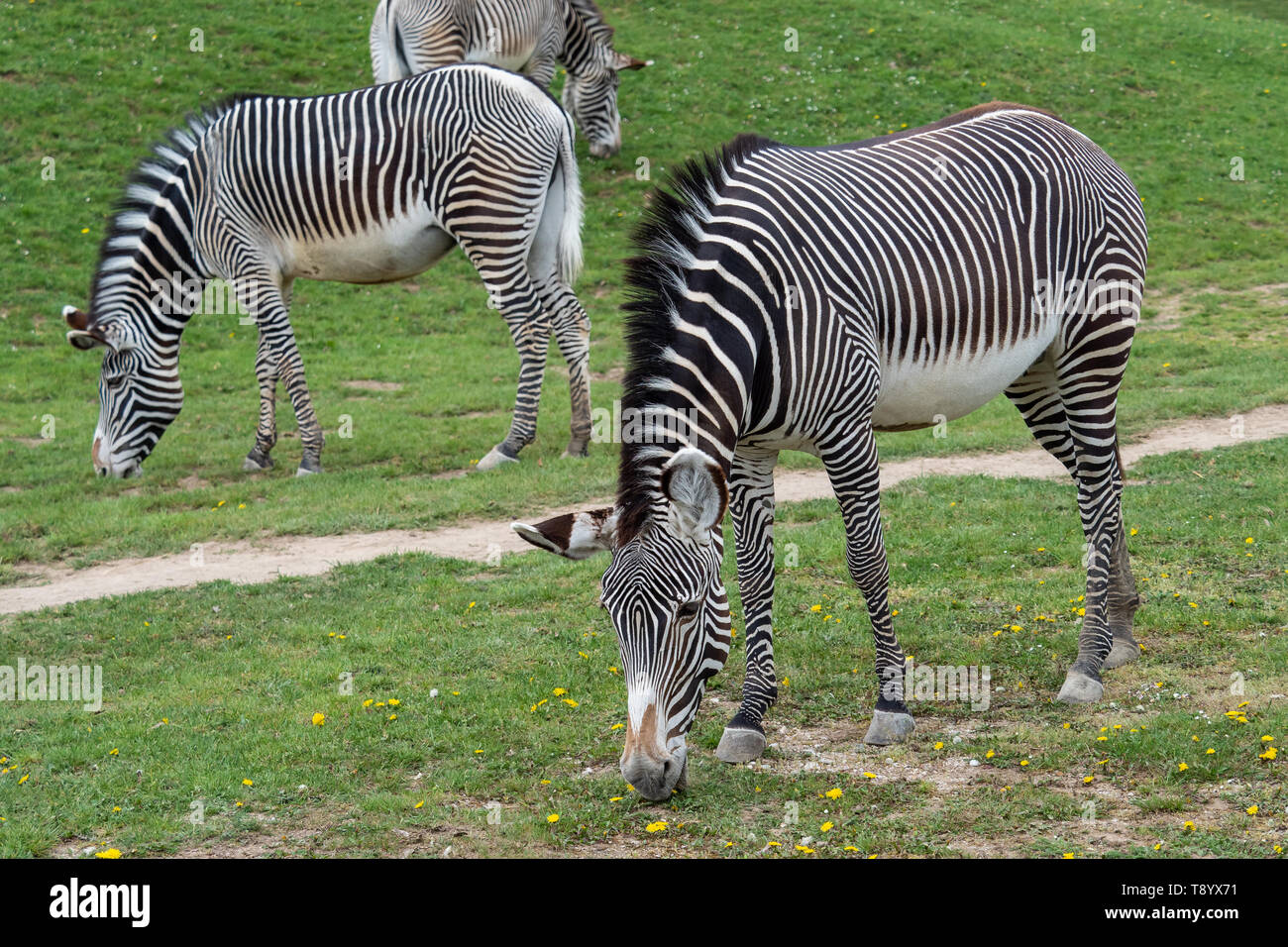 Allevamento di Grevy's zebra (Equus grevyi) di pascolare su erba verde Foto Stock
