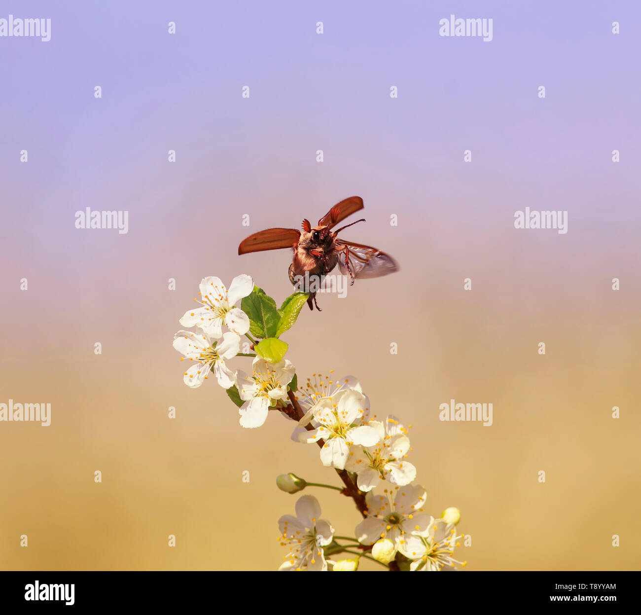 Grande insetto può-bee vola diffondere le sue ali sopra i rami della fioritura cherry nel giardino contro un cielo blu Foto Stock