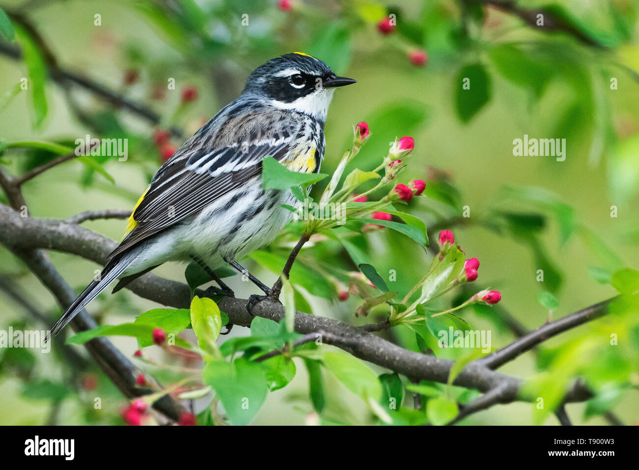 Giallo-rumped trillo nella primavera del piumaggio di allevamento Foto Stock