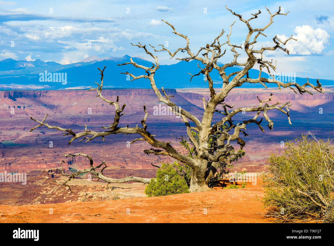 Desert Canyon - morto un albero secco in piedi sul bordo di scogliera di un ripido canyon del Fiume Colorado nel Parco Nazionale di Canyonlands, Utah, Stati Uniti d'America. Foto Stock