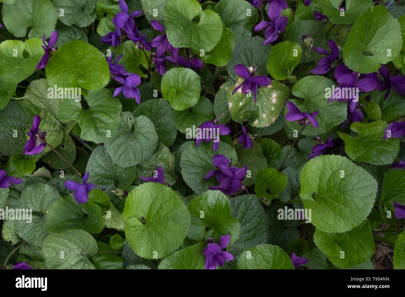 Tappeto di dolci violette Foto Stock