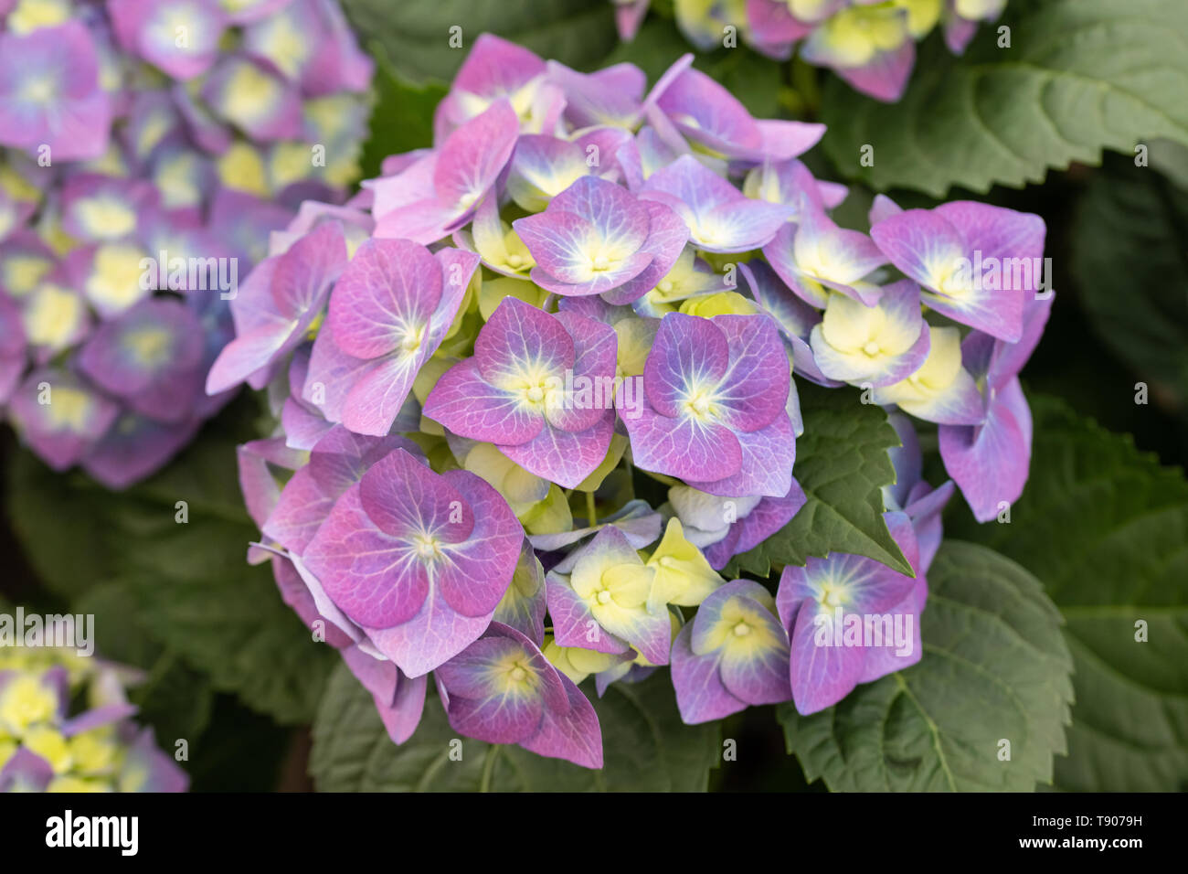 Ortensia pianta con i fiori e foglie Foto Stock