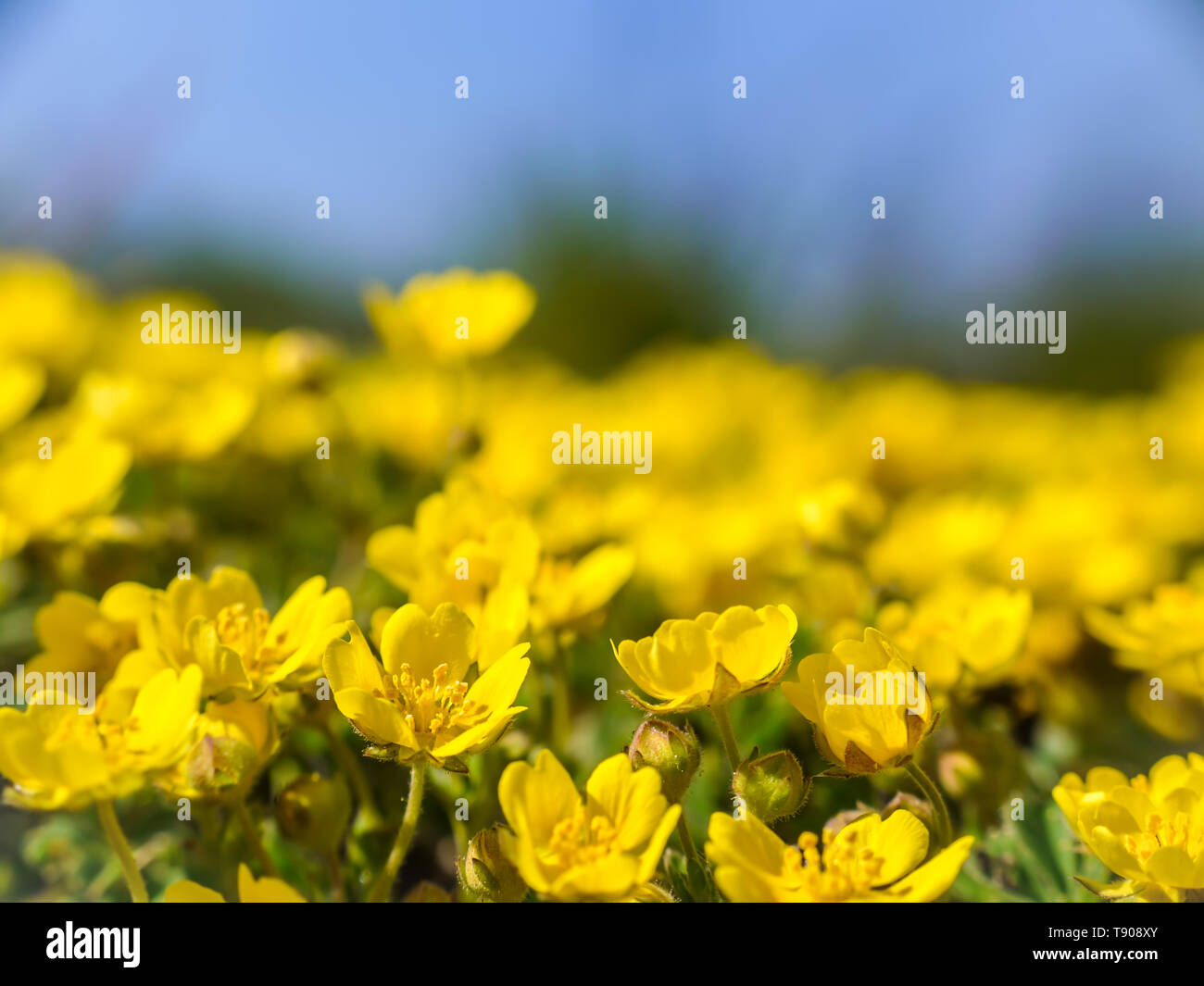 Prato con mazzetto di giallo ranunculoide anemone fiori Foto Stock