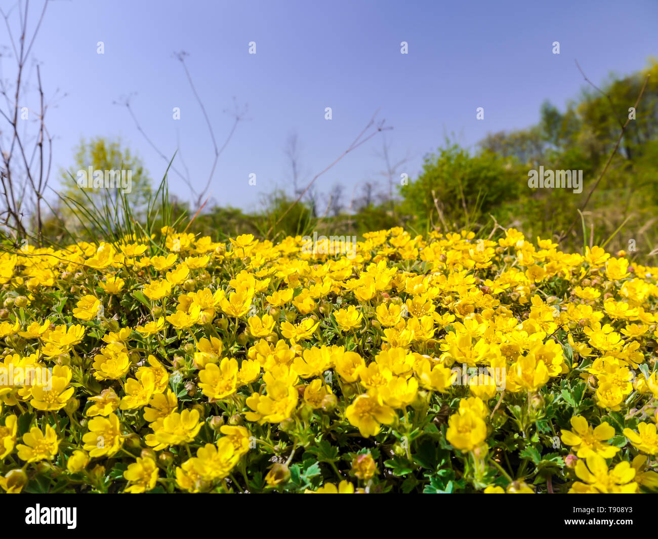 Prato con mazzetto di giallo ranunculoide anemone fiori Foto Stock