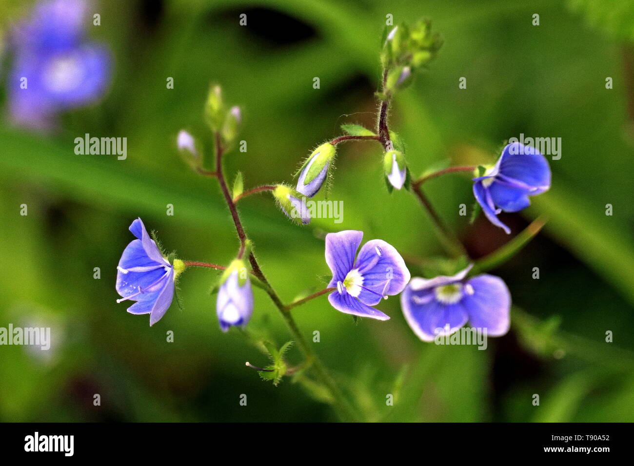Bird's eye speedwell, Veronica persica, hanno un profondo colore blu cielo petali di colore, un centro bianco. I fiori sono radianti, strisce scure. Foto Stock